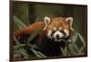 China, Chengdu, Wolong National Natural Reserve. Red or Lesser Panda Eating-Jaynes Gallery-Framed Premium Photographic Print