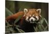 China, Chengdu, Wolong National Natural Reserve. Red or Lesser Panda Eating-Jaynes Gallery-Mounted Premium Photographic Print