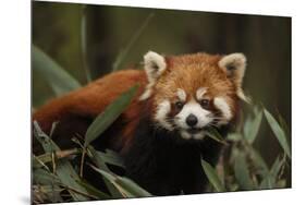China, Chengdu, Wolong National Natural Reserve. Red or Lesser Panda Eating-Jaynes Gallery-Mounted Premium Photographic Print