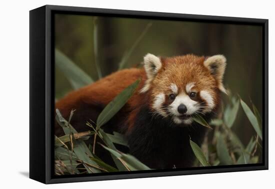 China, Chengdu, Wolong National Natural Reserve. Red or Lesser Panda Eating-Jaynes Gallery-Framed Stretched Canvas