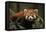 China, Chengdu, Wolong National Natural Reserve. Red or Lesser Panda Eating-Jaynes Gallery-Framed Stretched Canvas