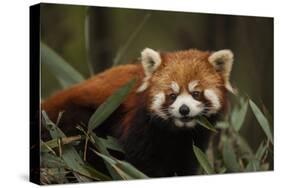 China, Chengdu, Wolong National Natural Reserve. Red or Lesser Panda Eating-Jaynes Gallery-Stretched Canvas