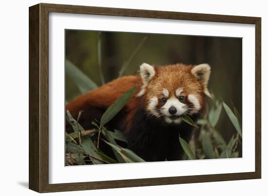 China, Chengdu, Wolong National Natural Reserve. Red or Lesser Panda Eating-Jaynes Gallery-Framed Photographic Print