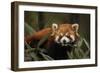 China, Chengdu, Wolong National Natural Reserve. Red or Lesser Panda Eating-Jaynes Gallery-Framed Photographic Print