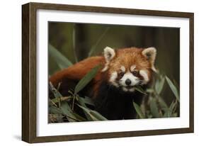 China, Chengdu, Wolong National Natural Reserve. Red or Lesser Panda Eating-Jaynes Gallery-Framed Photographic Print