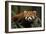 China, Chengdu, Wolong National Natural Reserve. Red or Lesser Panda Eating-Jaynes Gallery-Framed Photographic Print