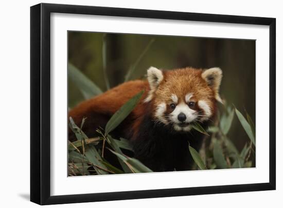 China, Chengdu, Wolong National Natural Reserve. Red or Lesser Panda Eating-Jaynes Gallery-Framed Photographic Print