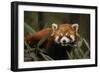 China, Chengdu, Wolong National Natural Reserve. Red or Lesser Panda Eating-Jaynes Gallery-Framed Photographic Print