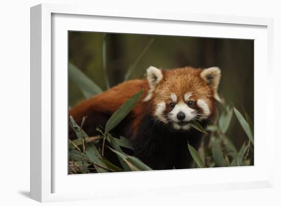 China, Chengdu, Wolong National Natural Reserve. Red or Lesser Panda Eating-Jaynes Gallery-Framed Photographic Print