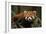 China, Chengdu, Wolong National Natural Reserve. Red or Lesser Panda Eating-Jaynes Gallery-Framed Photographic Print