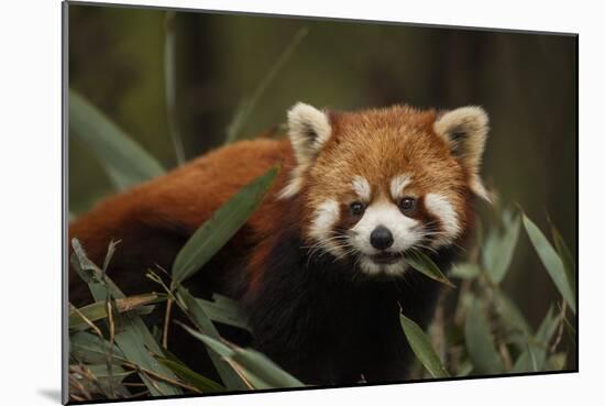 China, Chengdu, Wolong National Natural Reserve. Red or Lesser Panda Eating-Jaynes Gallery-Mounted Photographic Print