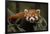 China, Chengdu, Wolong National Natural Reserve. Red or Lesser Panda Eating-Jaynes Gallery-Framed Photographic Print