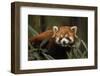 China, Chengdu, Wolong National Natural Reserve. Red or Lesser Panda Eating-Jaynes Gallery-Framed Photographic Print