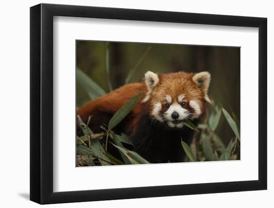 China, Chengdu, Wolong National Natural Reserve. Red or Lesser Panda Eating-Jaynes Gallery-Framed Photographic Print