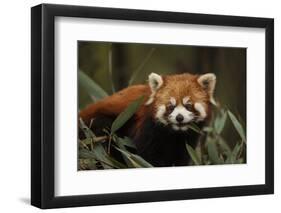 China, Chengdu, Wolong National Natural Reserve. Red or Lesser Panda Eating-Jaynes Gallery-Framed Photographic Print