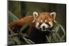 China, Chengdu, Wolong National Natural Reserve. Red or Lesser Panda Eating-Jaynes Gallery-Mounted Photographic Print
