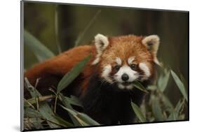 China, Chengdu, Wolong National Natural Reserve. Red or Lesser Panda Eating-Jaynes Gallery-Mounted Photographic Print