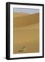 China, Gansu Province. Lone plant casts shadow on Badain Jaran Desert.-Josh Anon-Framed Photographic Print