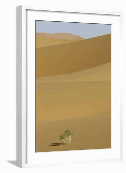 China, Gansu Province. Lone plant casts shadow on Badain Jaran Desert.-Josh Anon-Framed Photographic Print