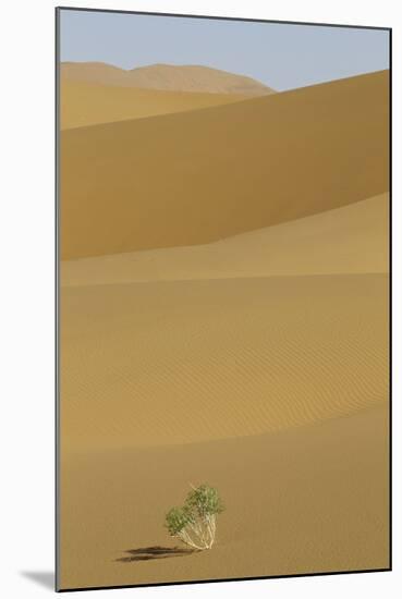 China, Gansu Province. Lone plant casts shadow on Badain Jaran Desert.-Josh Anon-Mounted Photographic Print