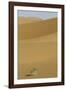 China, Gansu Province. Lone plant casts shadow on Badain Jaran Desert.-Josh Anon-Framed Photographic Print