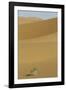 China, Gansu Province. Lone plant casts shadow on Badain Jaran Desert.-Josh Anon-Framed Photographic Print