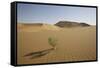 China, Gansu Province. Lone plant casts shadow on Badain Jaran Desert.-Josh Anon-Framed Stretched Canvas