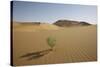 China, Gansu Province. Lone plant casts shadow on Badain Jaran Desert.-Josh Anon-Stretched Canvas