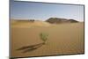 China, Gansu Province. Lone plant casts shadow on Badain Jaran Desert.-Josh Anon-Mounted Photographic Print