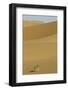 China, Gansu Province. Lone plant casts shadow on Badain Jaran Desert.-Josh Anon-Framed Photographic Print