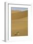 China, Gansu Province. Lone plant casts shadow on Badain Jaran Desert.-Josh Anon-Framed Photographic Print