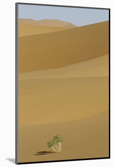 China, Gansu Province. Lone plant casts shadow on Badain Jaran Desert.-Josh Anon-Mounted Photographic Print