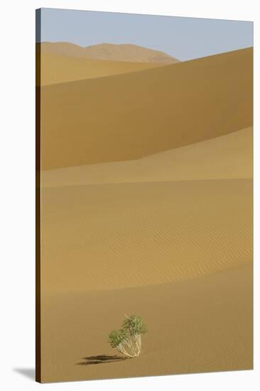 China, Gansu Province. Lone plant casts shadow on Badain Jaran Desert.-Josh Anon-Stretched Canvas