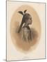 China Girl, Sycee Head Dress, 1855-Eliphalet Brown-Mounted Giclee Print