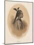 China Girl, Sycee Head Dress, 1855-Eliphalet Brown-Mounted Giclee Print