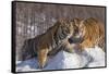 China, Harbin, Siberian Tiger Park. Affectionate Siberian Tigers-Jaynes Gallery-Framed Stretched Canvas