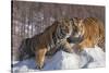 China, Harbin, Siberian Tiger Park. Affectionate Siberian Tigers-Jaynes Gallery-Stretched Canvas