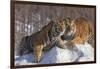 China, Harbin, Siberian Tiger Park. Affectionate Siberian Tigers-Jaynes Gallery-Framed Photographic Print