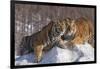 China, Harbin, Siberian Tiger Park. Affectionate Siberian Tigers-Jaynes Gallery-Framed Photographic Print