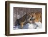 China, Harbin, Siberian Tiger Park. Affectionate Siberian Tigers-Jaynes Gallery-Framed Photographic Print