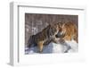 China, Harbin, Siberian Tiger Park. Affectionate Siberian Tigers-Jaynes Gallery-Framed Photographic Print