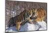 China, Harbin, Siberian Tiger Park. Affectionate Siberian Tigers-Jaynes Gallery-Mounted Photographic Print