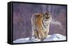 China, Harbin, Siberian Tiger Park. Siberian Tiger in Minus 31 Degree Weather-Jaynes Gallery-Framed Stretched Canvas