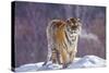 China, Harbin, Siberian Tiger Park. Siberian Tiger in Minus 31 Degree Weather-Jaynes Gallery-Stretched Canvas