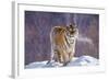 China, Harbin, Siberian Tiger Park. Siberian Tiger in Minus 31 Degree Weather-Jaynes Gallery-Framed Photographic Print