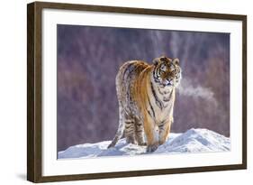 China, Harbin, Siberian Tiger Park. Siberian Tiger in Minus 31 Degree Weather-Jaynes Gallery-Framed Photographic Print