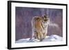 China, Harbin, Siberian Tiger Park. Siberian Tiger in Minus 31 Degree Weather-Jaynes Gallery-Framed Photographic Print