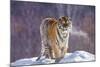 China, Harbin, Siberian Tiger Park. Siberian Tiger in Minus 31 Degree Weather-Jaynes Gallery-Mounted Photographic Print