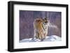 China, Harbin, Siberian Tiger Park. Siberian Tiger in Minus 31 Degree Weather-Jaynes Gallery-Framed Photographic Print
