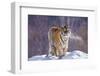 China, Harbin, Siberian Tiger Park. Siberian Tiger in Minus 31 Degree Weather-Jaynes Gallery-Framed Photographic Print